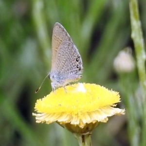 Nacaduba biocellata at Acton, ACT - 10 Jan 2019