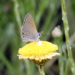 Nacaduba biocellata at Acton, ACT - 10 Jan 2019 11:24 AM