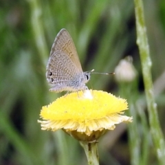 Nacaduba biocellata at Acton, ACT - 10 Jan 2019