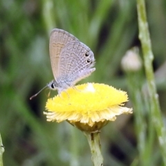 Nacaduba biocellata at Acton, ACT - 10 Jan 2019