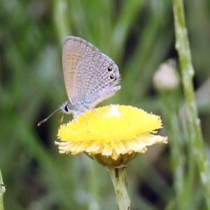 Nacaduba biocellata at Acton, ACT - 10 Jan 2019