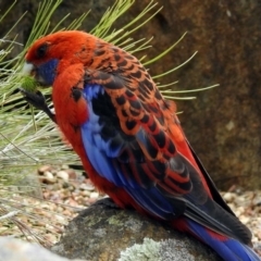 Platycercus elegans (Crimson Rosella) at Canberra Central, ACT - 10 Jan 2019 by RodDeb