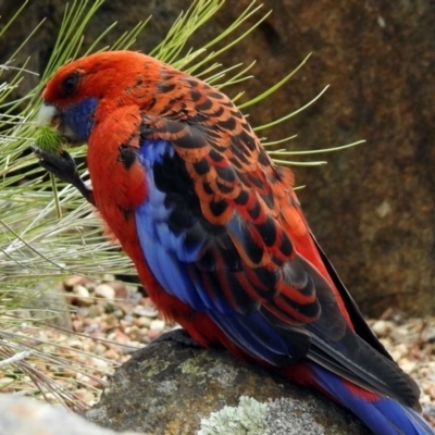 Platycercus elegans (Crimson Rosella) at ANBG - 10 Jan 2019 by RodDeb