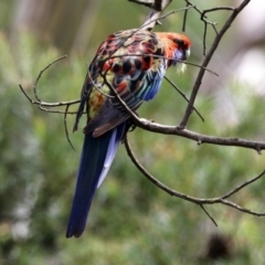 Platycercus elegans at Canberra Central, ACT - 10 Jan 2019