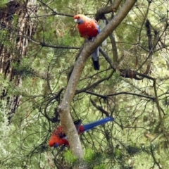 Platycercus elegans at Canberra Central, ACT - 10 Jan 2019