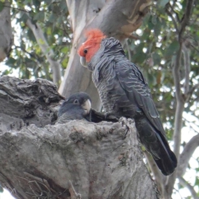 Callocephalon fimbriatum (Gang-gang Cockatoo) at GG57 - 10 Jan 2019 by JackyF