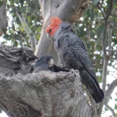 Callocephalon fimbriatum (Gang-gang Cockatoo) at Red Hill Nature Reserve - 10 Jan 2019 by JackyF