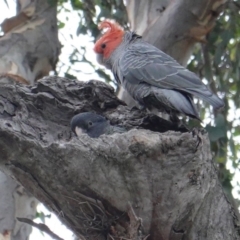 Callocephalon fimbriatum at Deakin, ACT - suppressed