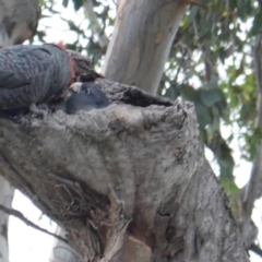 Callocephalon fimbriatum at Deakin, ACT - 10 Jan 2019