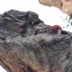 Callocephalon fimbriatum at Deakin, ACT - 10 Jan 2019