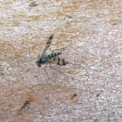 Heteropsilopus sp. (genus) (A long legged fly) at Acton, ACT - 10 Jan 2019 by RodDeb