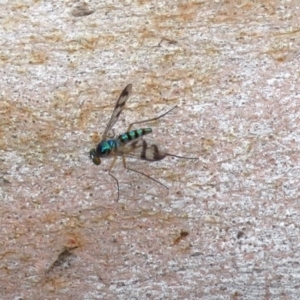 Heteropsilopus sp. (genus) at Acton, ACT - 10 Jan 2019 10:10 AM