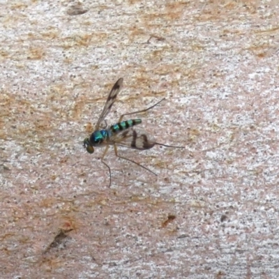 Heteropsilopus sp. (genus) (A long legged fly) at ANBG - 9 Jan 2019 by RodDeb