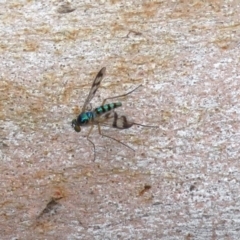 Heteropsilopus sp. (genus) (A long legged fly) at Acton, ACT - 9 Jan 2019 by RodDeb