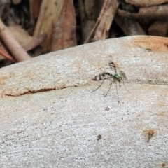 Heteropsilopus sp. (genus) at Acton, ACT - 10 Jan 2019 10:10 AM