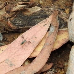 Heteropsilopus sp. (genus) at Acton, ACT - 10 Jan 2019 10:10 AM