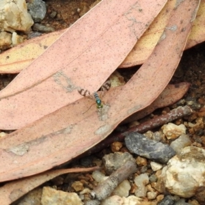 Heteropsilopus sp. (genus) at Acton, ACT - 10 Jan 2019