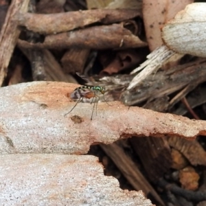 Heteropsilopus sp. (genus) at Acton, ACT - 10 Jan 2019