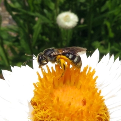 Lasioglossum (Chilalictus) sp. (genus & subgenus) (Halictid bee) at Acton, ACT - 10 Jan 2019 by RodDeb