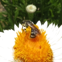 Lasioglossum (Chilalictus) sp. (genus & subgenus) at Acton, ACT - 10 Jan 2019