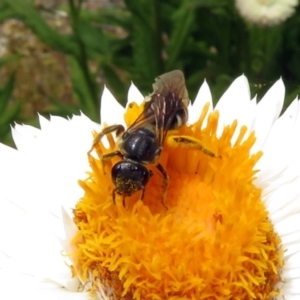 Lasioglossum (Chilalictus) sp. (genus & subgenus) at Acton, ACT - 10 Jan 2019