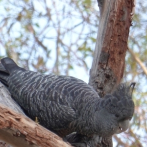 Callocephalon fimbriatum at Hughes, ACT - suppressed