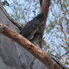 Callocephalon fimbriatum at Hughes, ACT - suppressed