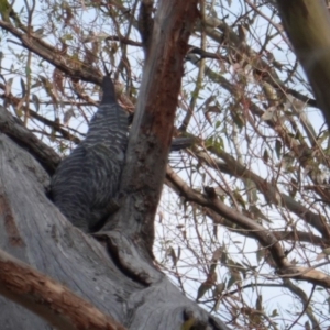 Callocephalon fimbriatum at Hughes, ACT - 10 Jan 2019