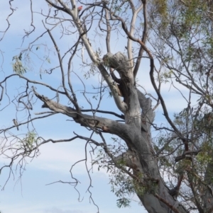 Callocephalon fimbriatum at Hughes, ACT - 10 Jan 2019