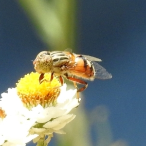 Eristalinus punctulatus at Acton, ACT - 10 Jan 2019