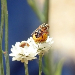 Eristalinus punctulatus at Acton, ACT - 10 Jan 2019