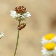 Eristalinus punctulatus at Acton, ACT - 10 Jan 2019