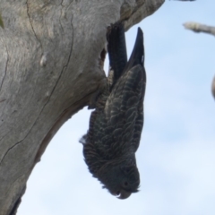 Callocephalon fimbriatum (Gang-gang Cockatoo) at GG150 - 10 Jan 2019 by JackyF