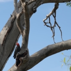 Callocephalon fimbriatum at Deakin, ACT - 10 Jan 2019