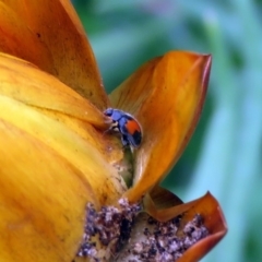 Diomus notescens (Little two-spotted ladybird) at Acton, ACT - 9 Jan 2019 by RodDeb