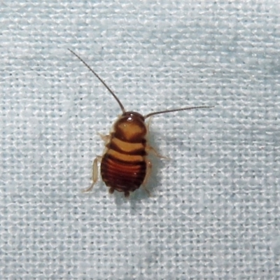 Ectobiidae sp. (family) (Cockroach) at Macarthur, ACT - 10 Jan 2019 by RodDeb