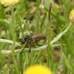 Thereutria amaraca (Spine-legged Robber Fly) at ANBG - 10 Jan 2019 by RodDeb