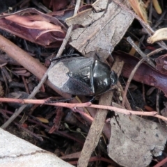 Adrisa sp. (genus) (Burrowing Bug) at GG26 - 10 Jan 2019 by RodDeb