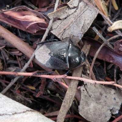 Adrisa sp. (genus) (Burrowing Bug) at ANBG - 10 Jan 2019 by RodDeb