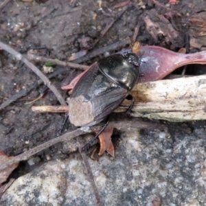 Adrisa sp. (genus) at Acton, ACT - 10 Jan 2019