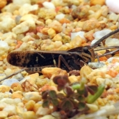 Gastrimargus musicus (Yellow-winged Locust or Grasshopper) at Acton, ACT - 10 Jan 2019 by RodDeb