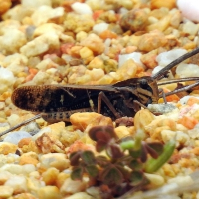 Gastrimargus musicus (Yellow-winged Locust or Grasshopper) at ANBG - 10 Jan 2019 by RodDeb