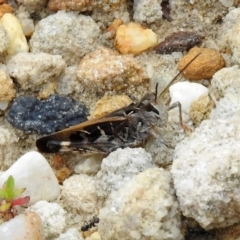 Gastrimargus musicus at Acton, ACT - 10 Jan 2019 11:44 AM