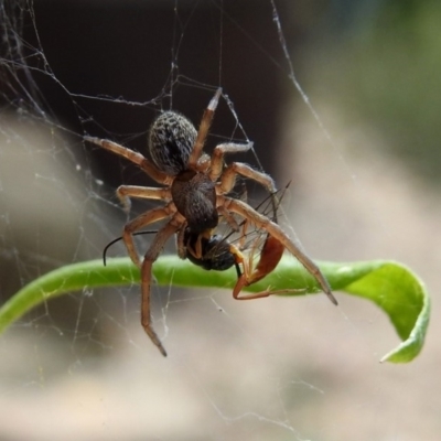 Badumna sp. (genus) (Lattice-web spider) at ANBG - 10 Jan 2019 by RodDeb
