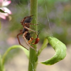 Badumna sp. (genus) at Acton, ACT - 10 Jan 2019