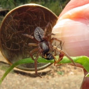 Badumna sp. (genus) at Acton, ACT - 10 Jan 2019