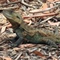 Intellagama lesueurii howittii at Acton, ACT - 10 Jan 2019