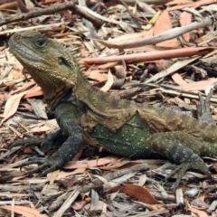 Intellagama lesueurii howittii (Gippsland Water Dragon) at ANBG - 10 Jan 2019 by RodDeb