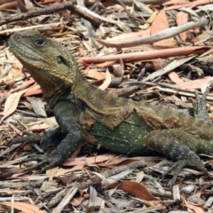 Intellagama lesueurii howittii (Gippsland Water Dragon) at Acton, ACT - 10 Jan 2019 by RodDeb