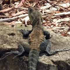 Intellagama lesueurii howittii at Acton, ACT - 10 Jan 2019 12:00 PM